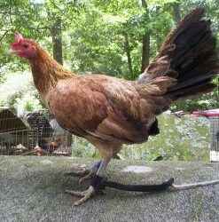 Blueface Hatch hen