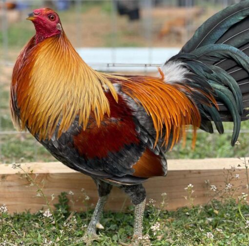 Blueface Hatch cock