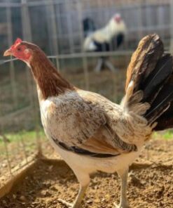 Blueface Hatch cock