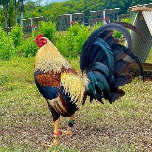 American Gamefowl – Premium Heritage Breed