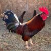 Claret Fighting Rooster