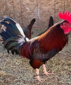 Claret Fighting Rooster