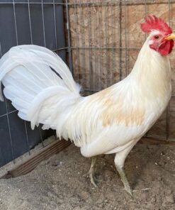 White Claret gamefowl