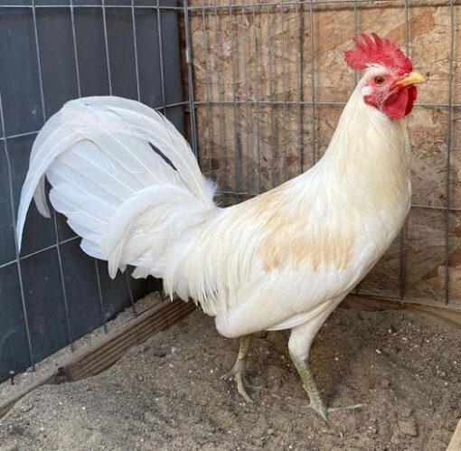 White Claret gamefowl