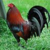 Penny Harold Brown, GameFowl For Sale