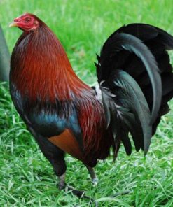 Penny Harold Brown, GameFowl For Sale