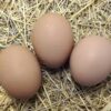 BARRED ROCK HATCHING EGGS