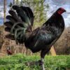 Black Gamefowl – Premium Heritage Breed