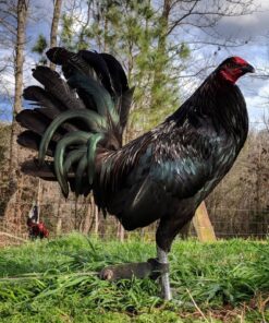 Black Gamefowl – Premium Heritage Breed