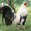 Ginn Grey Toppy, GameFowl For Sale