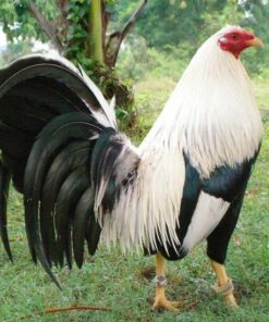 Ginn Grey Toppy, GameFowl For Sale