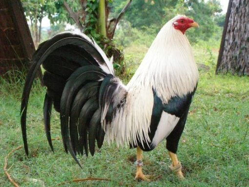 Ginn Grey Toppy, GameFowl For Sale