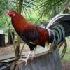 Lacy Roundhead Rooster