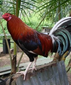 Lacy Roundhead Rooster