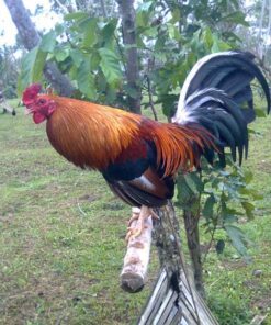 Peruvian Rooster