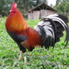 Albany Rooster