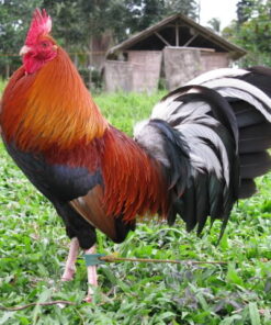 Albany Rooster