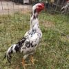 Purebred Shamo Rooster – Strong, Muscular Gamefowl