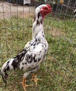 Purebred Shamo Rooster – Strong, Muscular Gamefowl